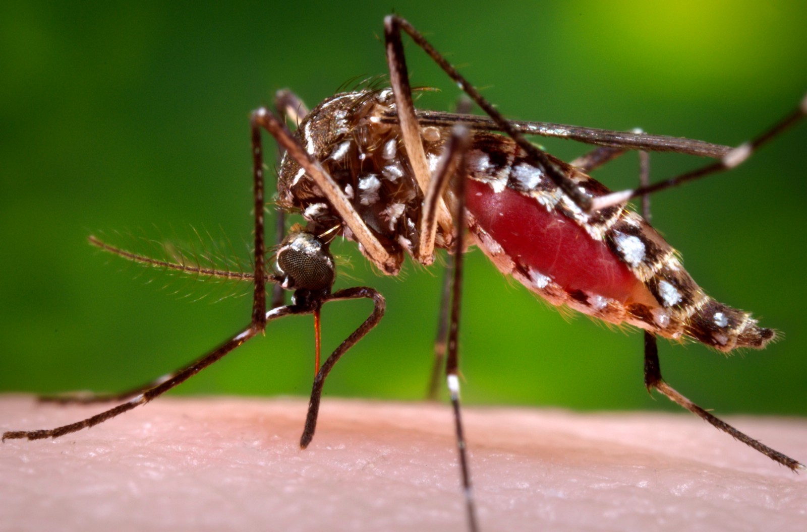 Pedreira soma 297 casos de Dengue em 2020