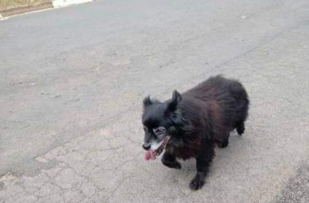 Cachorro está desaparecido no Nova Serra Negra
