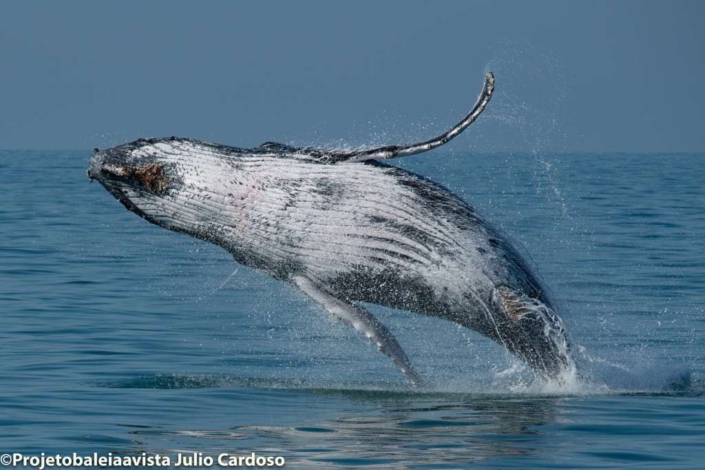 Avistamento de cetáceos reforça potencial de turismo sustentável no Litoral Norte de São Paulo