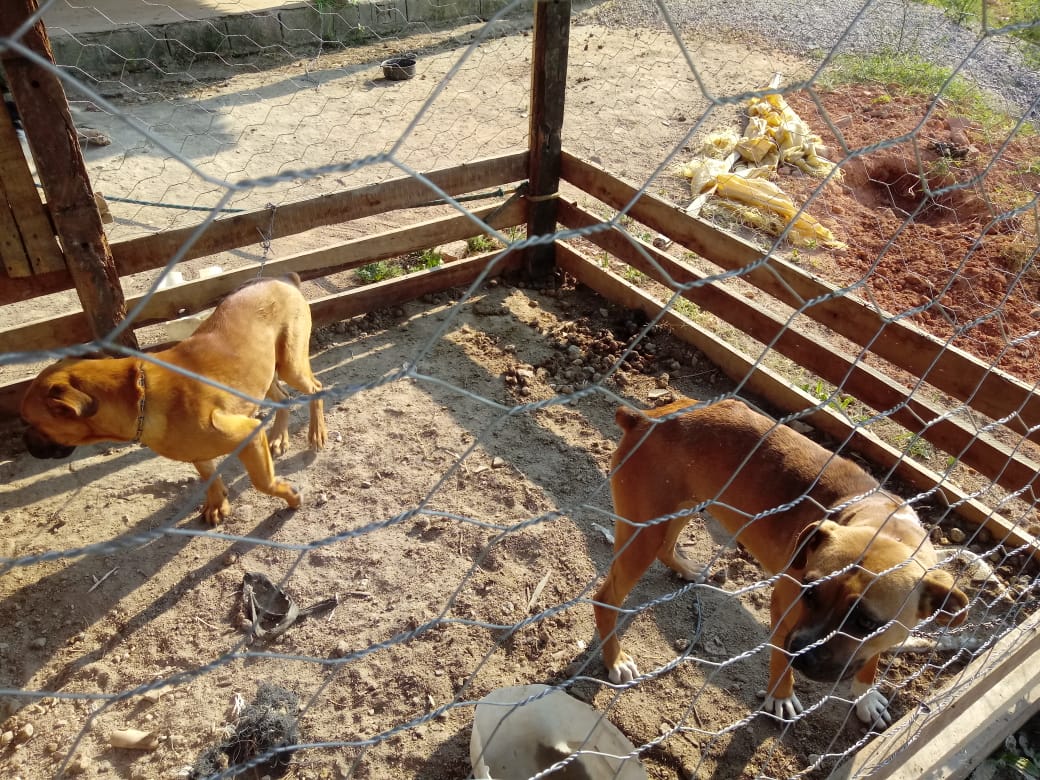 GCM de Amparo averigua maus tratos a animais, no bairro dos Pedrosos