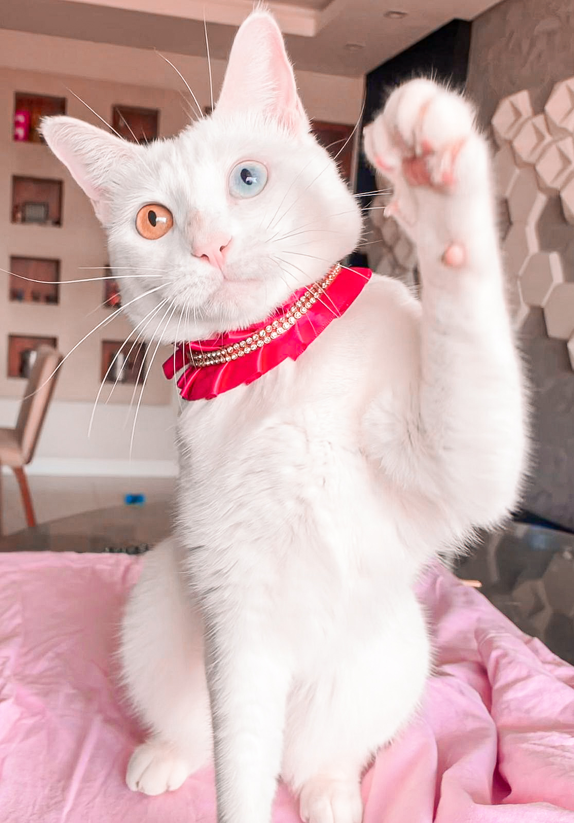 Galeria Pet alerta sobre câncer de mama em gatos