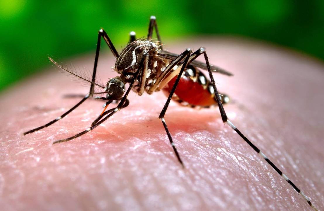 Vigilância confirma primeiro caso de chikungunya, em Itapira