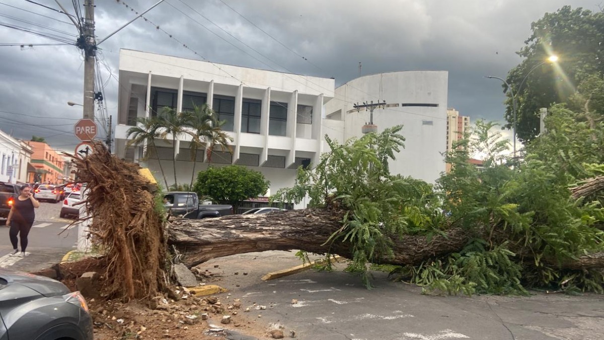 Árvore cai sobre cinco carros no Centro de Amparo