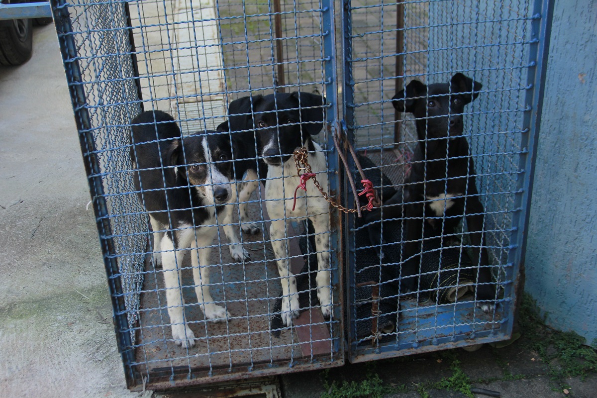 Cães são abandonado em Jaguariúna