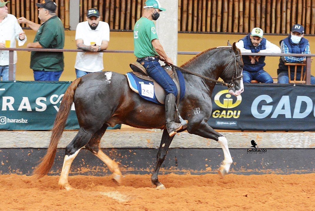 Núcleo Amparo do Cavalo Mangalarga realiza a Copa Cobasi Ypê de Marcha e Função