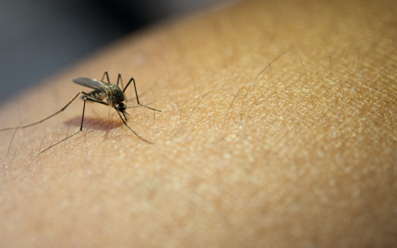 Holambra tem 44 confirmações de Dengue, em 2.022
