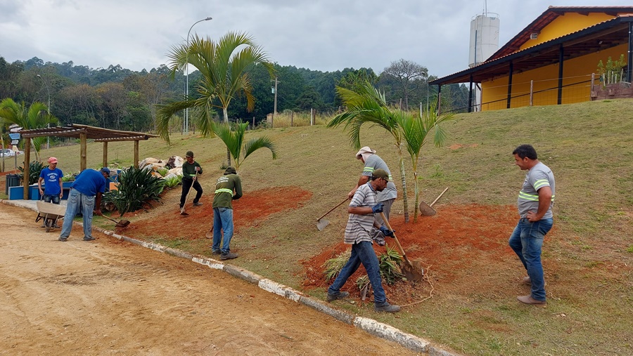 Palmeiras de creche no Centro são transplantadas para o Parque Adib João Dib