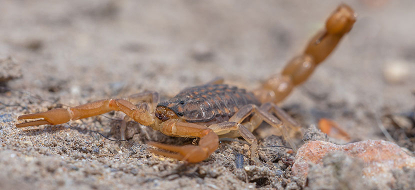 Secretaria de Saúde registra presença de escorpiões em todas as áreas do Município