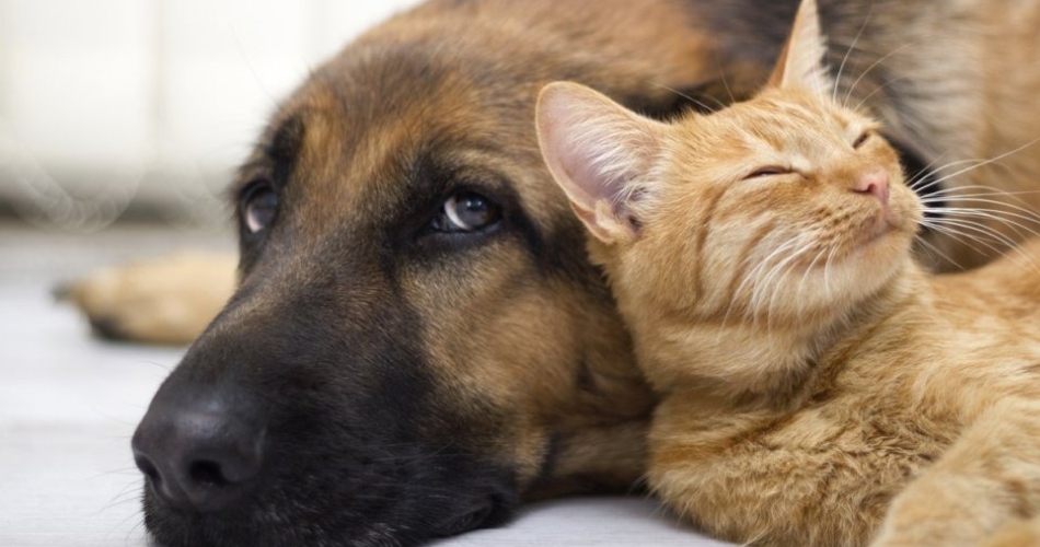 Socorro abre cadastramento para castração de cães e gatos