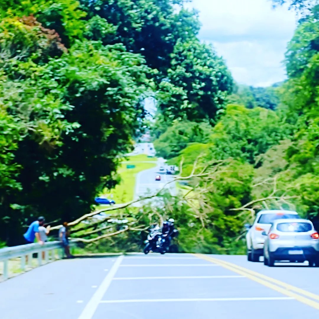 Árvore cai e fecha trânsito na SP 360, no Bairro das Posses