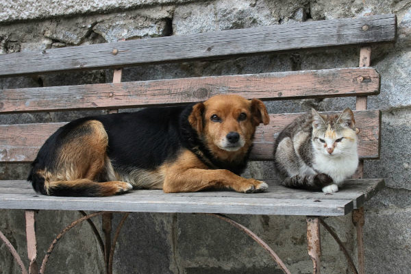 Jaguariúna amplia serviço para controle da população de cães e gatos de rua