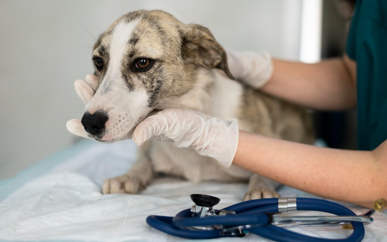 Holambra abre inscrições para mutirão de castração gratuita de cães na próxima segunda-feira