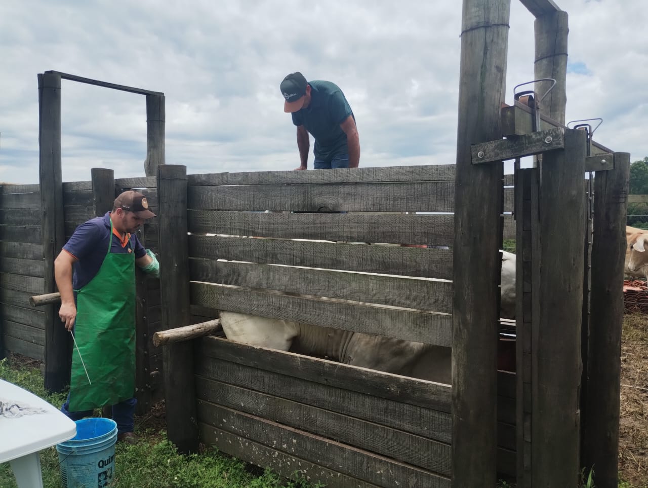 Programa Mais Pecuária Brasil proporciona o aprimoramento genético de rebanho leiteiro de Serra Negra