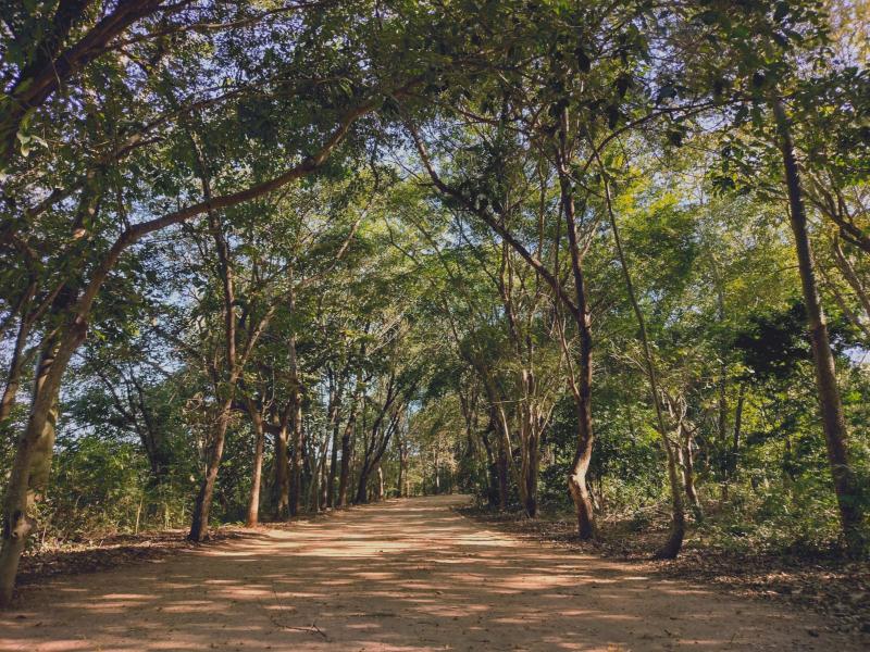 Jaguariúna terá caminhada para comemorar o Dia do Meio Ambiente